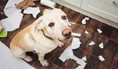 How Epoxy Floor Coating Transformed a Dog Shelter: A Case Study